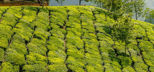 Munnar - Periyar/Kumili