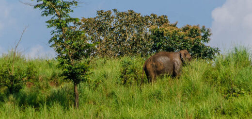 Periyar-See
