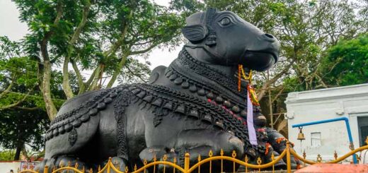 Nandi, Shivas heiliger Stier