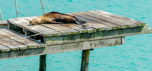 Charles-Darwin-Station