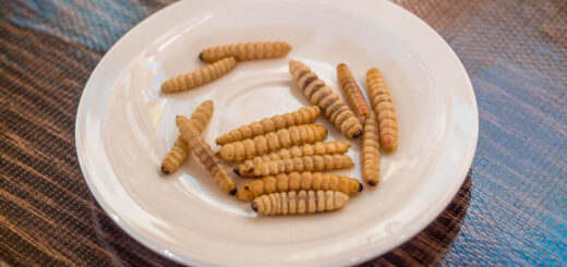 Schmetterlingsraupen im Mezcal