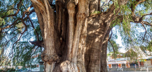 Árbol del Tule - Ahuehuete-Baum
