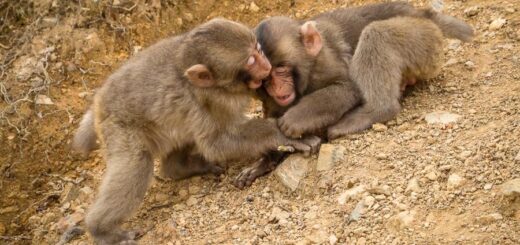 Arashiyama Monkey Park Iwatayama Summit Observatory, Nishikyo Ward, Kyoto - Japan