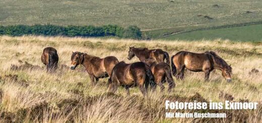 Herde Exmoor-Ponys