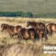 Herde Exmoor-Ponys