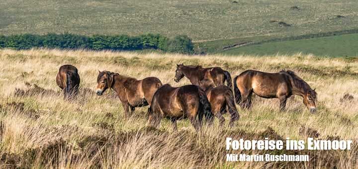 Herde Exmoor-Ponys