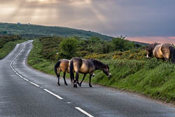 Exmoor Ponys