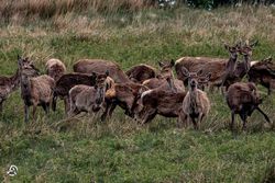 Rehe