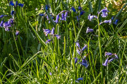 Blue bells in the forest