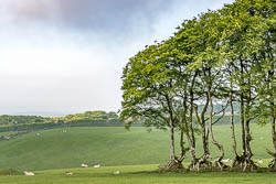 Beech hedgeline