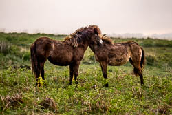 Exmoor Pony