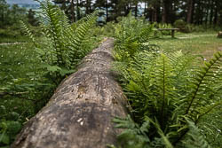 Im Wald