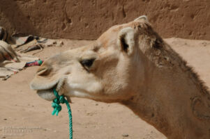 Kamel