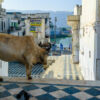 Pushkar Pushkar