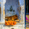 Pushkar Pushkar
