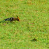 Widehopf