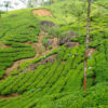 Munnar - Periyar/Kumili