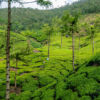 Munnar - Periyar/Kumili