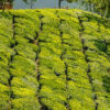 Munnar - Periyar/Kumili