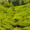 Munnar - Periyar/Kumili