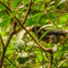 Periyar Wildschutzgebiet