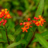Periyar Wildschutzgebiet