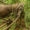 Periyar Wildschutzgebiet