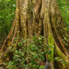 Periyar Wildschutzgebiet