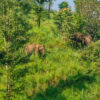 Periyar-See
