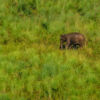Periyar-See