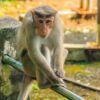 Periyar-See