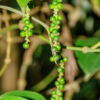 Periyar-See