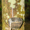 Periyar-See