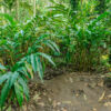 Periyar-See