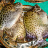 Chinesische Fischernetze Chinesische Fischernetze