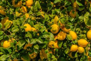 Auf dem Weg nach Calvià