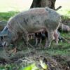 Schweinerei
