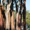 Las Terrazas