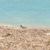 Cayo Levisa Cayo Levisa