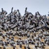 Tiere auf den Balestas Tiere auf den Balestas