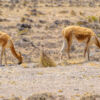 Vicuñas und Alpakas