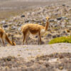 Vicuñas und Alpakas