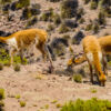 Vicuñas und Alpakas