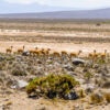 Vicuñas und Alpakas