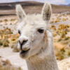 Vicuñas und Alpakas
