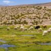 Arequipa