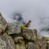 Machu Picchu „Alter Gipfel” Machu Picchu „Alter Gipfel”