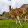 Wayna Picchu „Junger Gipfel” Wayna Picchu „Junger Gipfel”