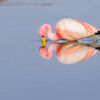 Hochlandlagune mit Flamingos