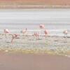 Hochlandlagune mit Flamingos